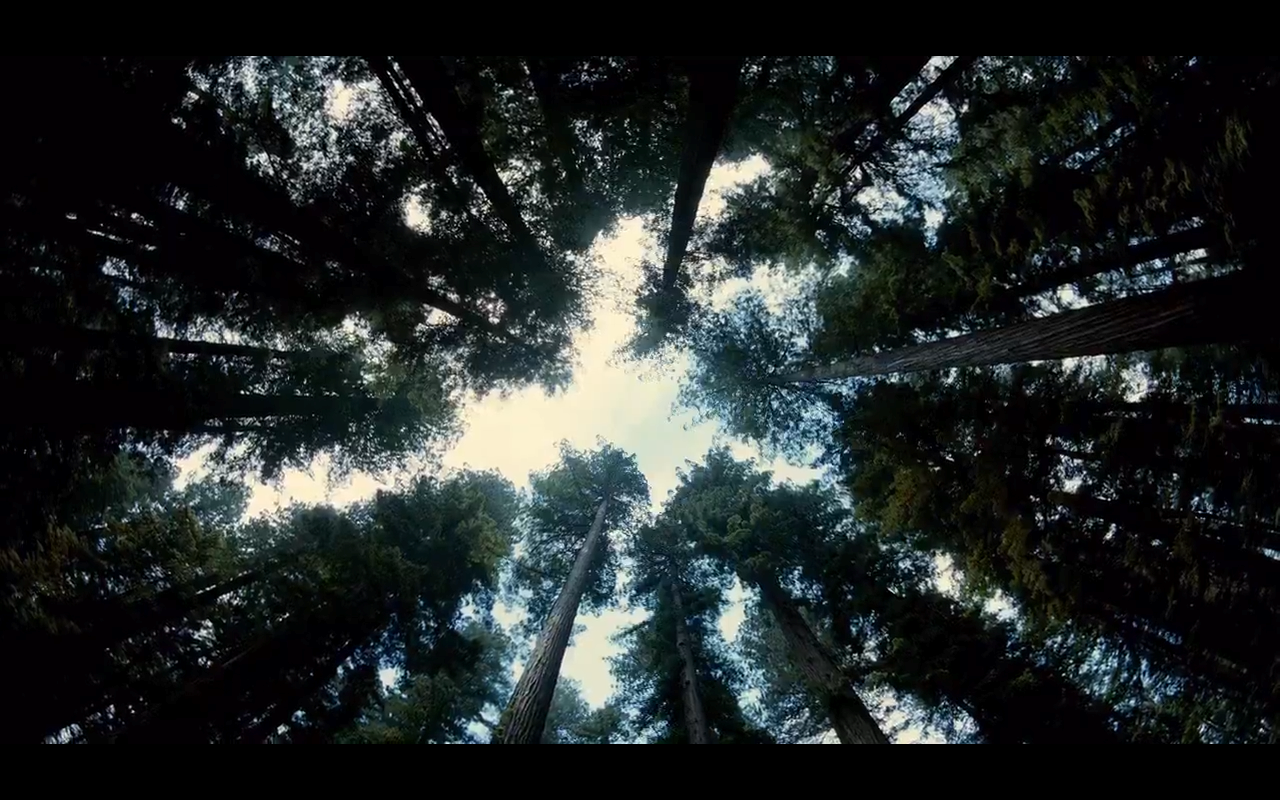 The Tree of Life Terrence Malick