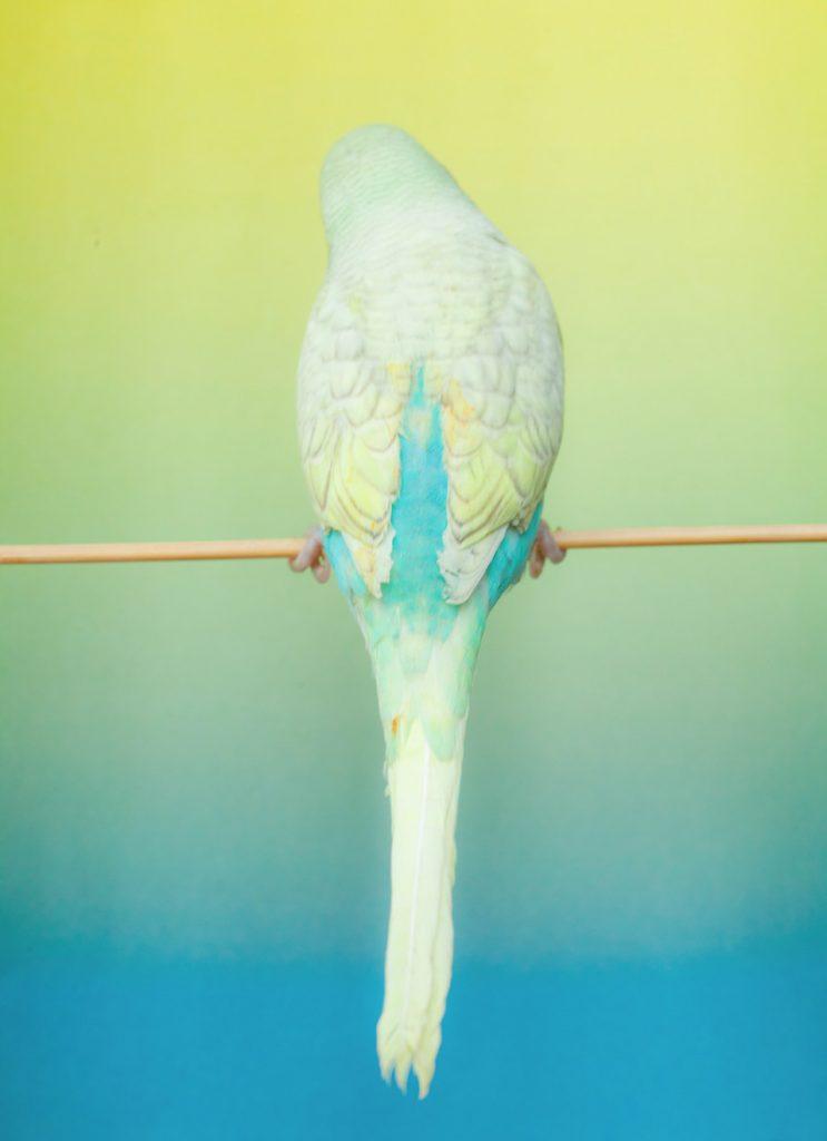 Paul Rousteau manifesto21