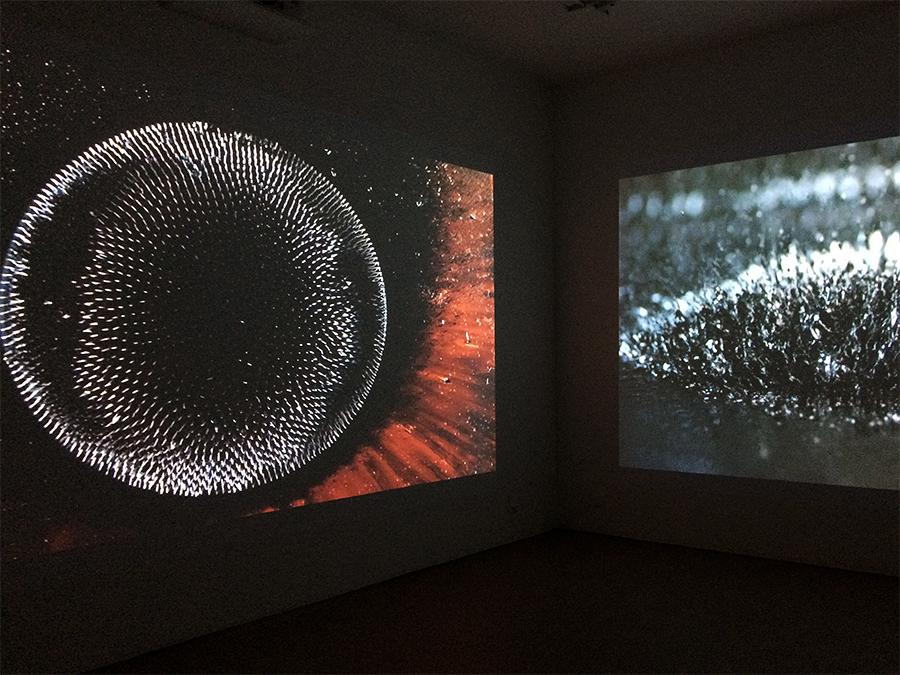 Hicham Berrada, Les fleurs #1 #2 et #3 (2016) ©ManifestoXXI